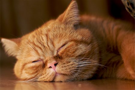 young orange cat sleeping on the floor Photographie de stock - Aubaine LD & Abonnement, Code: 400-04940618