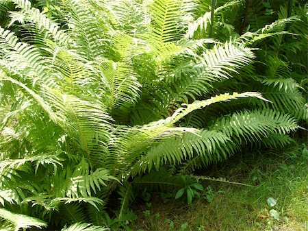simsearch:400-04701752,k - Green fern fronds in the garden  Ready to use for backgrounds, textures in any designs Photographie de stock - Aubaine LD & Abonnement, Code: 400-04940747