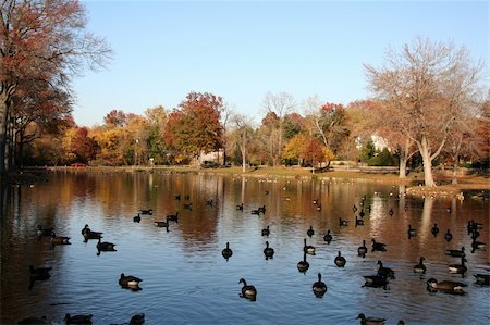 ram (animal) - Flock of Geese Swimming in a Pond Photographie de stock - Aubaine LD & Abonnement, Code: 400-04940972