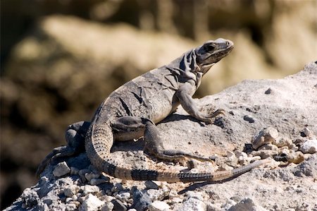 simsearch:400-05181065,k - An Iguana walking over rocks in Isla mujeres, Mexico Stock Photo - Budget Royalty-Free & Subscription, Code: 400-04941950