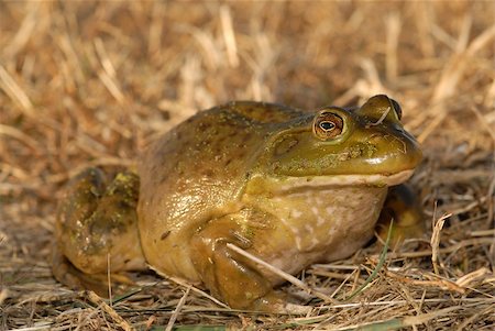 A large and fat bullfrog sitting in a recently cut field. Stock Photo - Budget Royalty-Free & Subscription, Code: 400-04943863