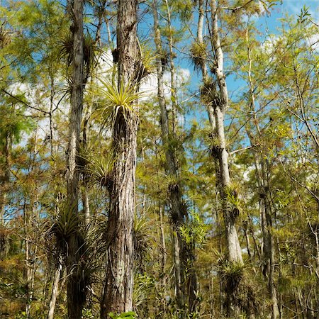 Airplants growing on cypress trees in Everglades National Park, Florida, USA. Stock Photo - Budget Royalty-Free & Subscription, Code: 400-04954472