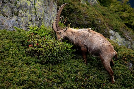 ram animal side view - Ibex in Aiguilles Rouges Reservation, France Stock Photo - Budget Royalty-Free & Subscription, Code: 400-04950945