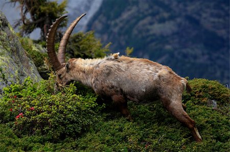 ram animal side view - Ibex in Aiguilles Rouges Reservation, France Stock Photo - Budget Royalty-Free & Subscription, Code: 400-04950946