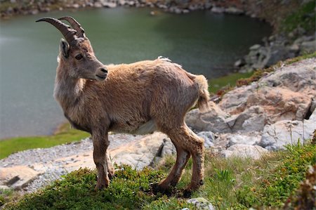 ram animal side view - Ibex cub in Aiguilles Rouges Reservation, France Stock Photo - Budget Royalty-Free & Subscription, Code: 400-04950947