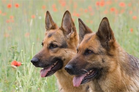 simsearch:400-05200802,k - Two Germany shepherds on the poppy field Stock Photo - Budget Royalty-Free & Subscription, Code: 400-04951276