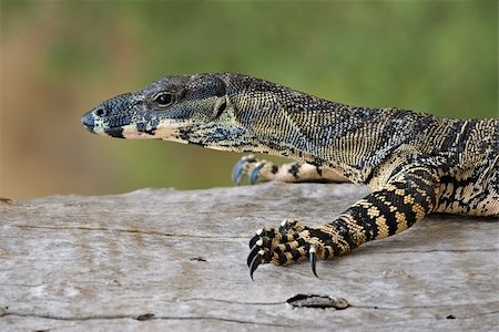 a lace monitor (goanna) is walking along a tree branch or log Stock Photo - Budget Royalty-Free & Subscription, Code: 400-04951516