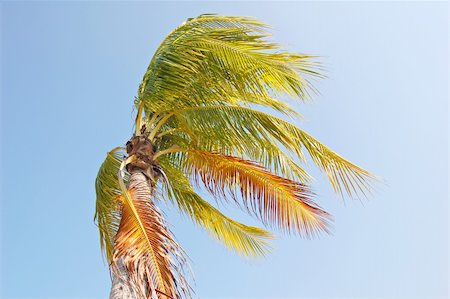 Coconut palm tree bending in a strong wind Stock Photo - Budget Royalty-Free & Subscription, Code: 400-04952502