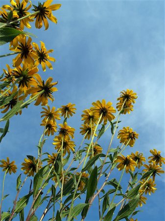 Rudbeckia hirta (family asteraceae) wildflowers from below. Late afternoon summer day, Eastern Pennsylvania. Also known as brown-eyed Susan, blackiehead, Golden Jerusalem, Gloriosa daisy, brown Betty, poorland daisy. Stock Photo - Budget Royalty-Free & Subscription, Code: 400-04952692