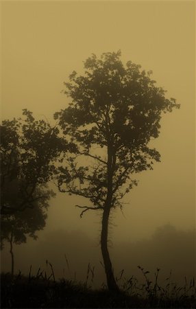 simsearch:400-04587823,k - tree isolated by the heavy fog early in the morning in Chianti. Sepia tone used. Stock Photo - Budget Royalty-Free & Subscription, Code: 400-04952841