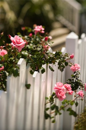 photo picket garden - Pink roses growing over white picket fence. Stock Photo - Budget Royalty-Free & Subscription, Code: 400-04953005