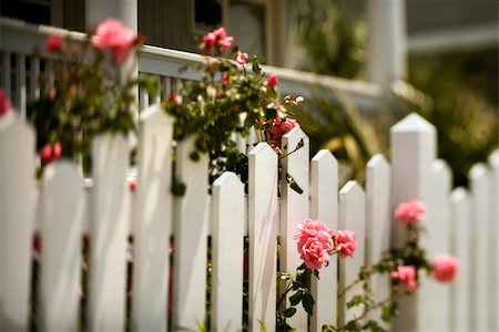 photo picket garden - Pink roses growing over white picket fence. Stock Photo - Budget Royalty-Free & Subscription, Code: 400-04953006