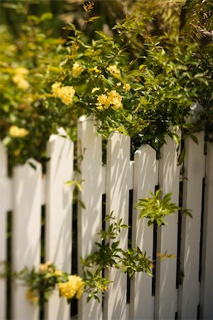 photo picket garden - Yellow roses growing over white picket fence. Stock Photo - Budget Royalty-Free & Subscription, Code: 400-04953007