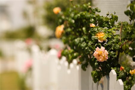 photo picket garden - White picket fence with rose bush. Stock Photo - Budget Royalty-Free & Subscription, Code: 400-04953009
