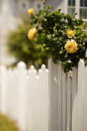 photo picket garden - White picket fence with rose bush with blooming yellow roses. Stock Photo - Budget Royalty-Free & Subscription, Code: 400-04953010