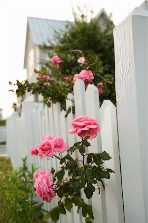 photo picket garden - Pink roses growing over white picket fence. Stock Photo - Budget Royalty-Free & Subscription, Code: 400-04953028