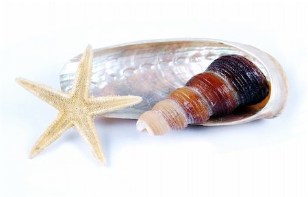 simsearch:400-06137034,k - Collection of shells and starfish isolated. Photographie de stock - Aubaine LD & Abonnement, Code: 400-04964326
