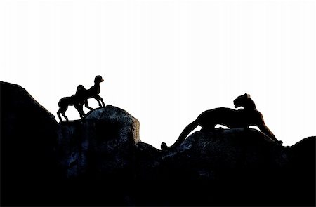 Silhouette of panther hunting lambs, isolated white Stock Photo - Budget Royalty-Free & Subscription, Code: 400-04964802