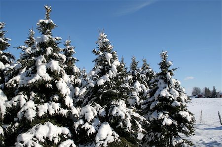 simsearch:400-07900302,k - Snow covered evergreens set against a blue sky. Stock Photo - Budget Royalty-Free & Subscription, Code: 400-04964999