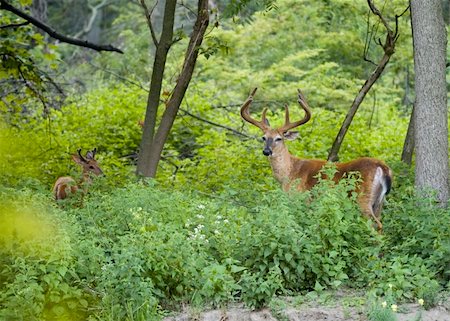 deer hunt - Whitetail deer buck in summer velvet. Stock Photo - Budget Royalty-Free & Subscription, Code: 400-04967676