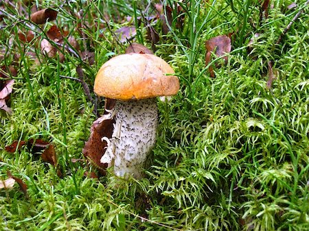 Orange-cap boletus in green moss near a birch Stock Photo - Budget Royalty-Free & Subscription, Code: 400-04968264