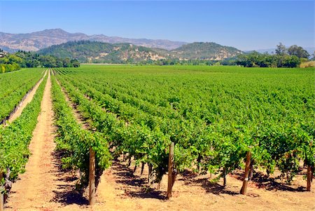 simsearch:846-03166143,k - Rustic vineyard and winery located in Napa Valley, California Stock Photo - Budget Royalty-Free & Subscription, Code: 400-04961105