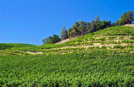simsearch:846-03166143,k - Rustic vineyard and winery located in Napa Valley, California Stock Photo - Budget Royalty-Free & Subscription, Code: 400-04961111