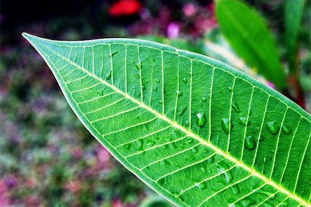 simsearch:400-04416781,k - Close-up of a leaf after rainfall. Stock Photo - Budget Royalty-Free & Subscription, Code: 400-04961170