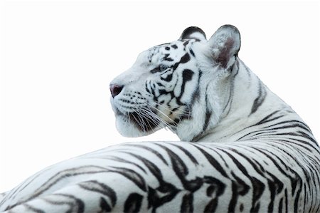 White bengal tiger resting in rocks, isolated white Stock Photo - Budget Royalty-Free & Subscription, Code: 400-04963034