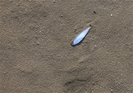dead body in water - Dead fish on the sandy sea beach Stock Photo - Budget Royalty-Free & Subscription, Code: 400-04963624