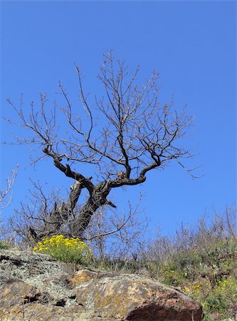 simsearch:400-04794343,k - An old lonely tree on a rock under blue sky Stock Photo - Budget Royalty-Free & Subscription, Code: 400-04963625