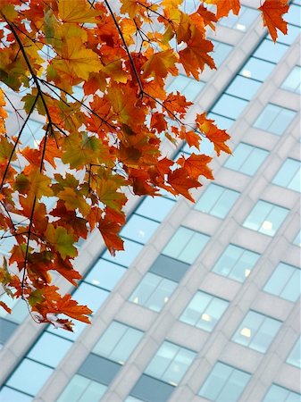 Autumn leaves against a corporate building Foto de stock - Super Valor sin royalties y Suscripción, Código: 400-04963713