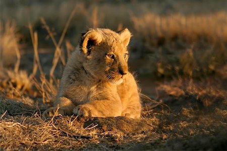 simsearch:400-04234685,k - A young lion cub sitting, South Africa Stock Photo - Budget Royalty-Free & Subscription, Code: 400-04974281