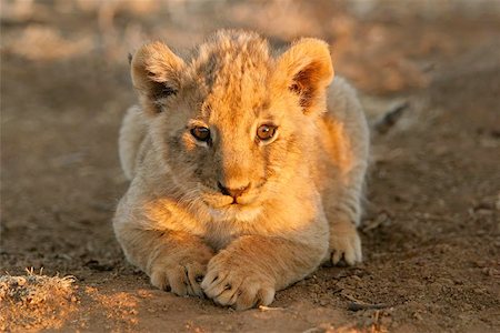 simsearch:400-04234685,k - A young lion cub lying down in early morning light, South Africa Stock Photo - Budget Royalty-Free & Subscription, Code: 400-04974610