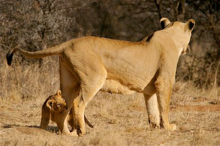 simsearch:400-04234685,k - Lioness with her a young lion cub, South Africa Stock Photo - Budget Royalty-Free & Subscription, Code: 400-04974612