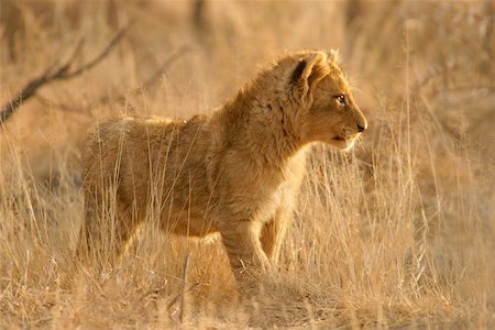 simsearch:400-04234685,k - A young lion cub standing among grass, South Africa Stock Photo - Budget Royalty-Free & Subscription, Code: 400-04974918