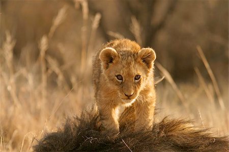 simsearch:400-04234685,k - Lion cub climbing on the head of his father, South Africa Stock Photo - Budget Royalty-Free & Subscription, Code: 400-04974924