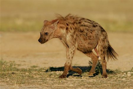 Spotted hyena,  Kalahari, South Africa Stock Photo - Budget Royalty-Free & Subscription, Code: 400-04974921