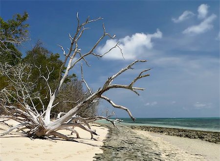 wild beach with broken tree, Green Island Australia Stock Photo - Budget Royalty-Free & Subscription, Code: 400-04975010