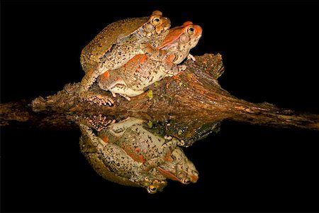 Mating red toads, South Africa Stock Photo - Budget Royalty-Free & Subscription, Code: 400-04975097