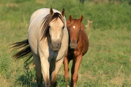 pair of curious horses Stock Photo - Budget Royalty-Free & Subscription, Code: 400-04975127