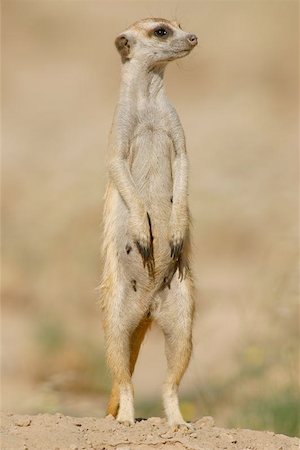 Alert suricate (meerkat) standing on hind legs, South Africa Stock Photo - Budget Royalty-Free & Subscription, Code: 400-04975153