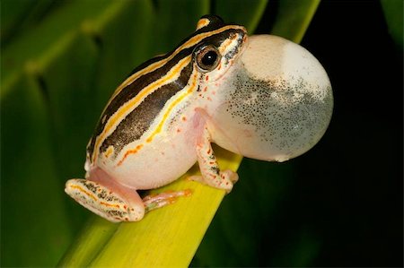Male painted reed frog calling during the night Stock Photo - Budget Royalty-Free & Subscription, Code: 400-04975354