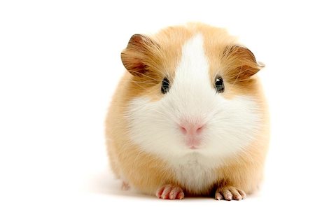 simsearch:400-04286557,k - guinea pig closeup shot over white Stock Photo - Budget Royalty-Free & Subscription, Code: 400-04976675