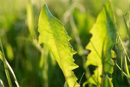 peace backdrop - grass closeup of fresh green gras Foto de stock - Super Valor sin royalties y Suscripción, Código: 400-04976921