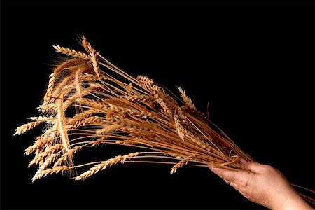 simsearch:400-04996406,k - ears of ripe wheat on a black background Stock Photo - Budget Royalty-Free & Subscription, Code: 400-04977345