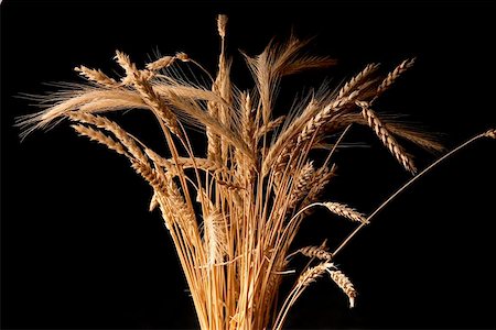 simsearch:400-04996406,k - ears of ripe wheat on a black background Stock Photo - Budget Royalty-Free & Subscription, Code: 400-04977346
