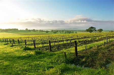 Vineyard in the Barossa Valley Stock Photo - Budget Royalty-Free & Subscription, Code: 400-04977869