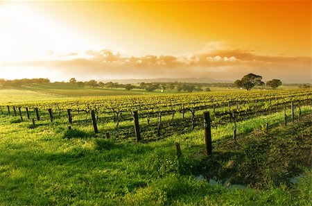 Vineyard in the Barossa Valley Stock Photo - Budget Royalty-Free & Subscription, Code: 400-04977870