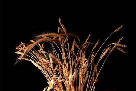 simsearch:400-04996406,k - ears of ripe wheat on a black background Stock Photo - Budget Royalty-Free & Subscription, Code: 400-04978288